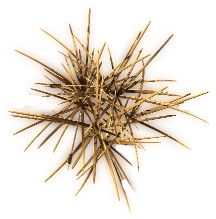 24 Mar 2009 - Pond Pine (457x461), Png Download