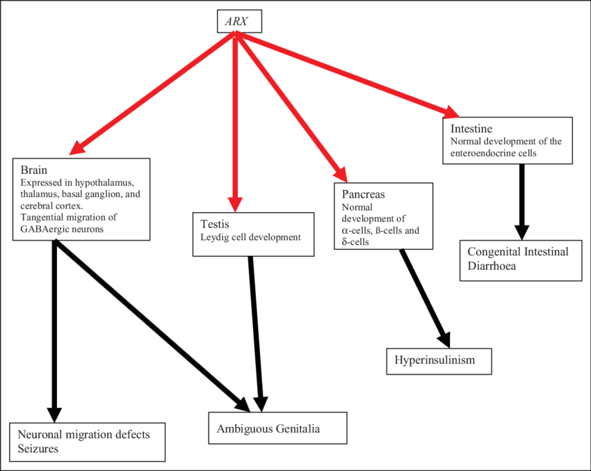 The Arx Roles In Embryogenesis And Phenotypes - Semantic Scholar (850x677), Png Download