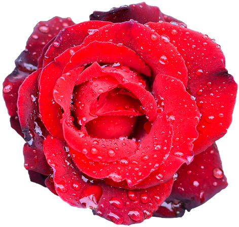 Rose, Flower, Petal, Love, Wedding, Romance, Bouquet - Flower (960x640), Png Download