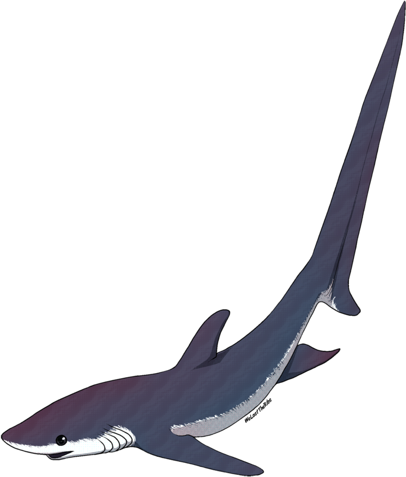 Thresher Shark Tattoo - Thresher Shark Silhouette Png (826x967), Png Download