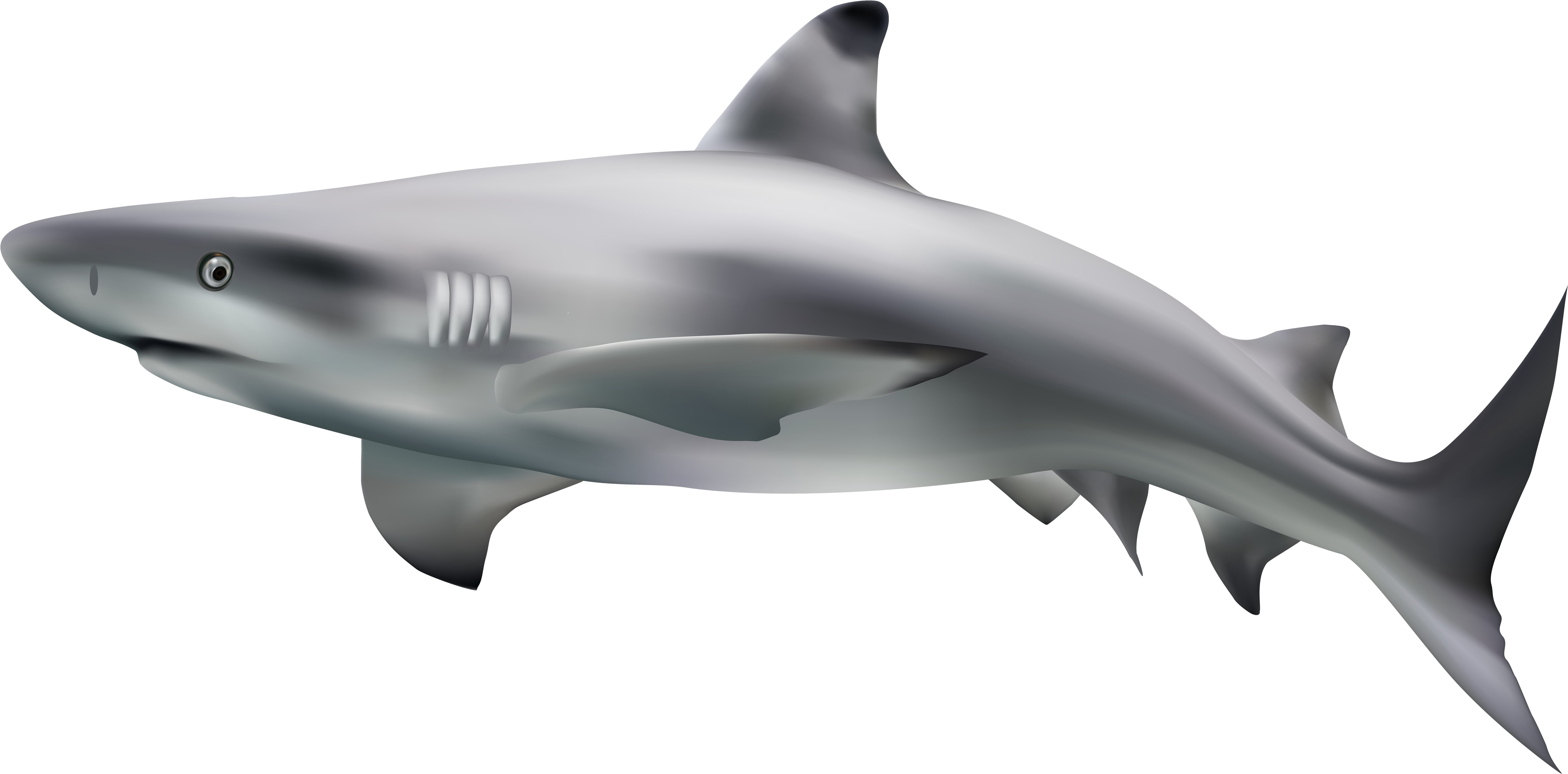 Drawing Shark Real - Transparent Background Shark Clipart (7000x3455), Png Download