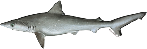 Atlantic Sharpnose Shark - Atlantic Sharpnose (640x427), Png Download