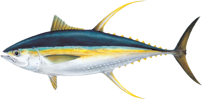 Ahi Tuna Png Pic - Fish To Eat (732x359), Png Download