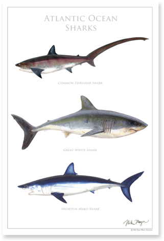 Posters - Atlantic Sharks (328x480), Png Download