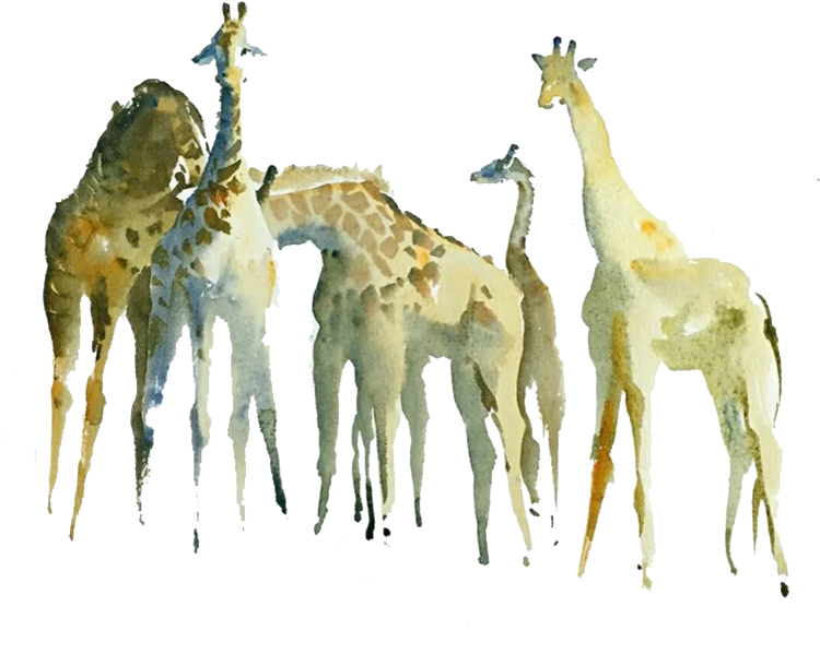 Northern Giraffe Watercolor Painting Drawing - Northern Giraffe (867x743), Png Download