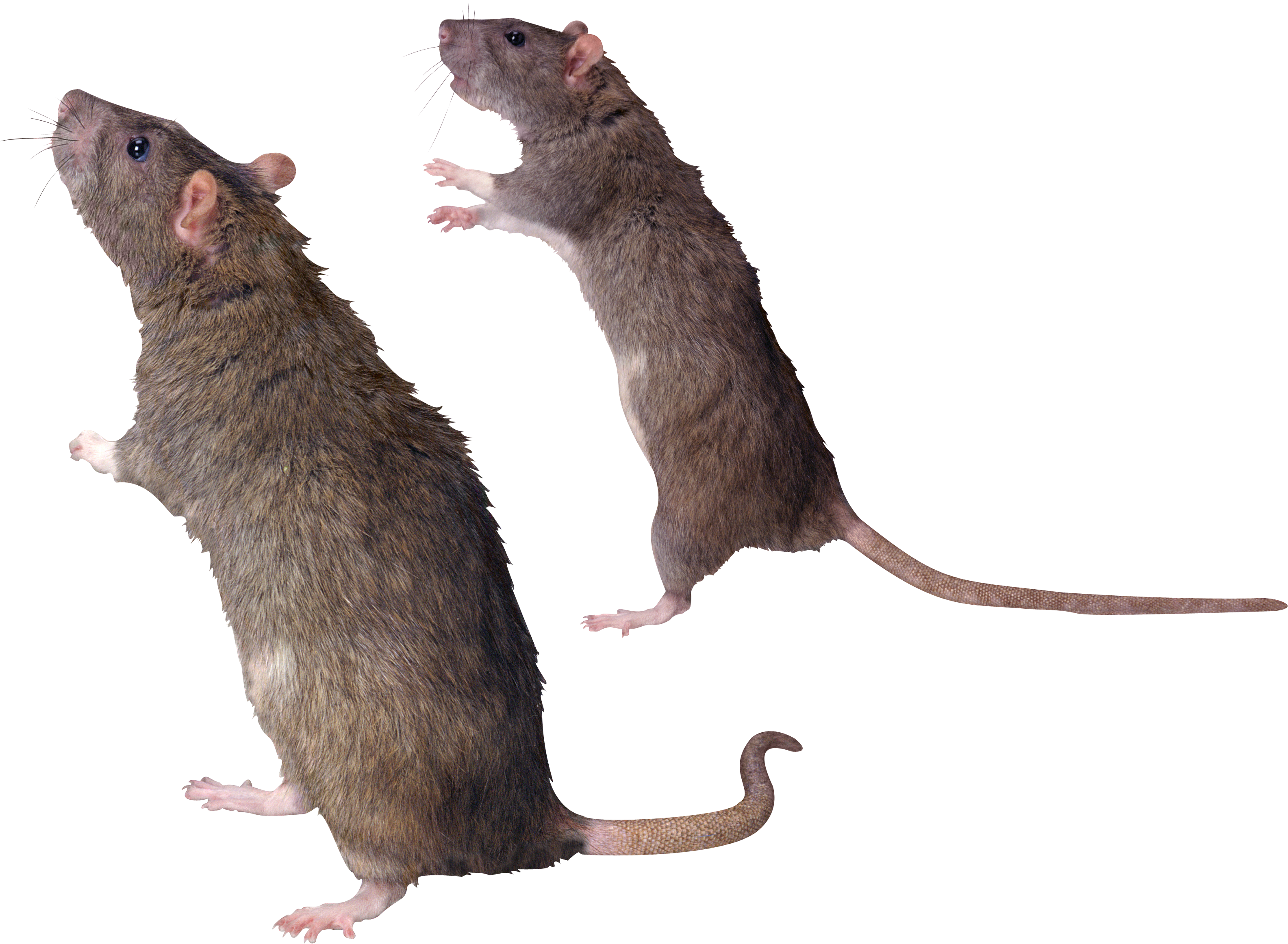 Rat (3169x2323), Png Download