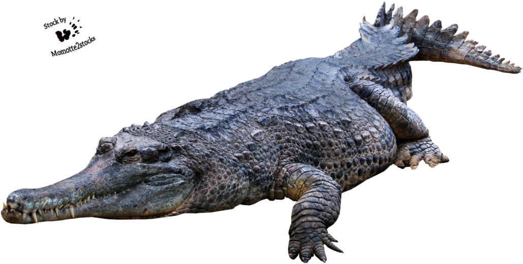 Crocodile, Gator Png - Crocodile Png Transparent (1028x519), Png Download