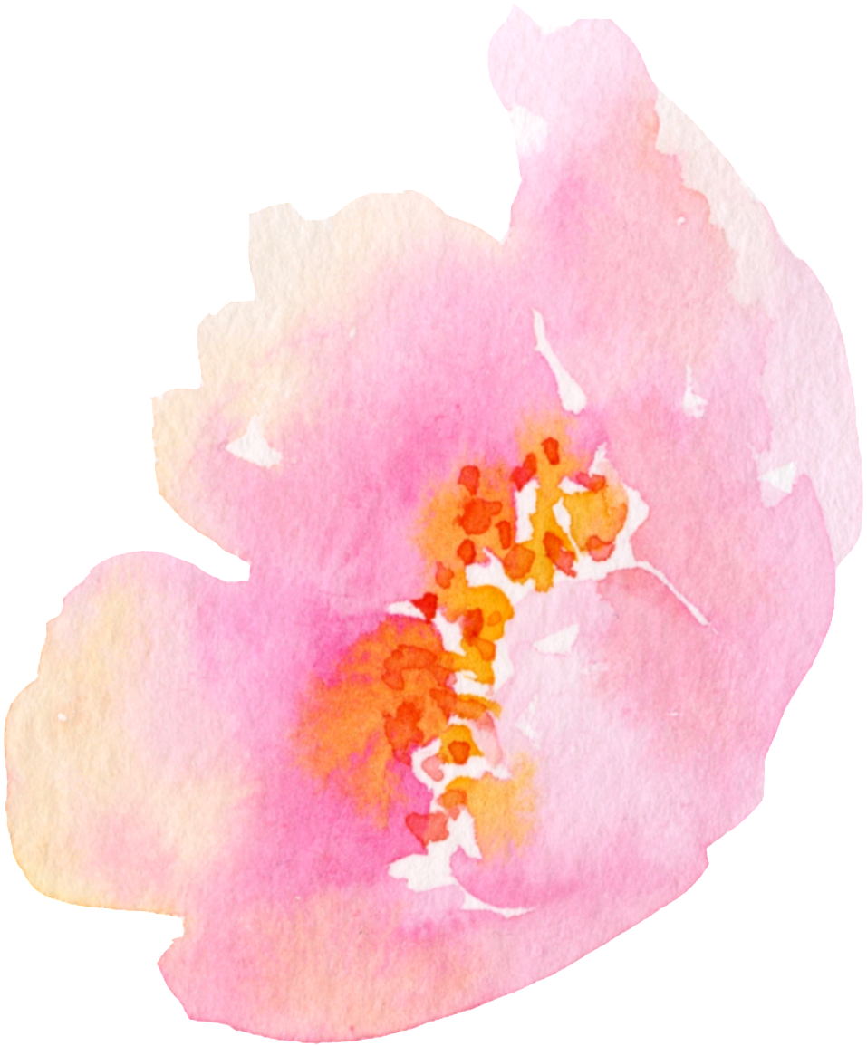 Beautifully Blooming Flower Transparent - Chinese Hibiscus (1024x1157), Png Download