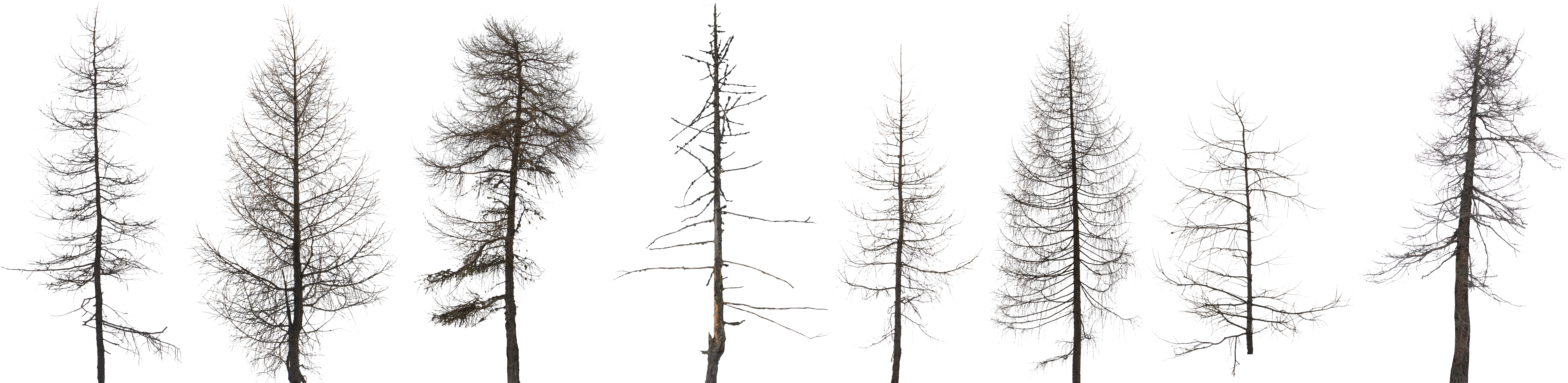 Tree Collection Dead 2k 0 - Dead Forest Tree Png (8277x2048), Png Download
