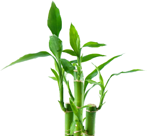 Bamboo Png - Avon Luck Limitless For Him (500x458), Png Download
