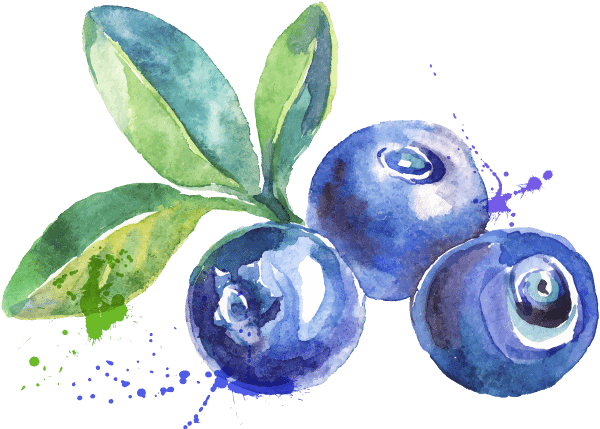 Blueberry Watercolor (666x448), Png Download