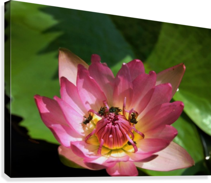 Lotus And Bees Canvas Print (429x372), Png Download