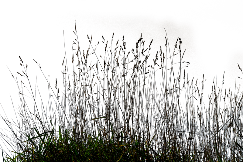 Ornamental Lawn Clip Art - Long Grass Png (800x533), Png Download