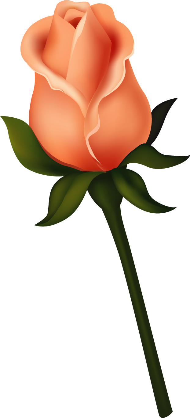 Ruže « Category - Rose Bud Clip Art (622x1364), Png Download