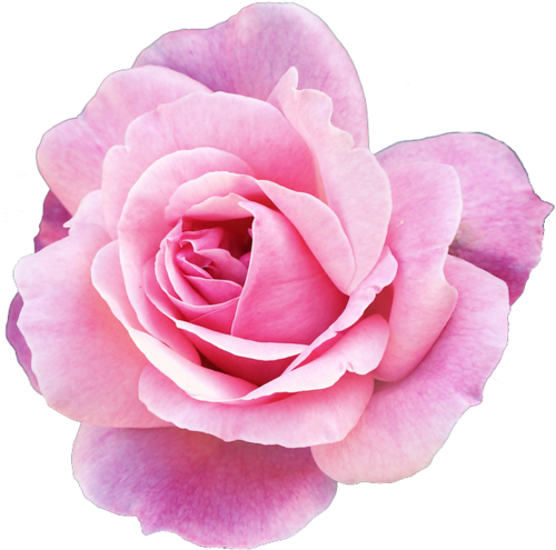 Pink Rose Clipart Png Tumblr - Flower Transparent (500x495), Png Download