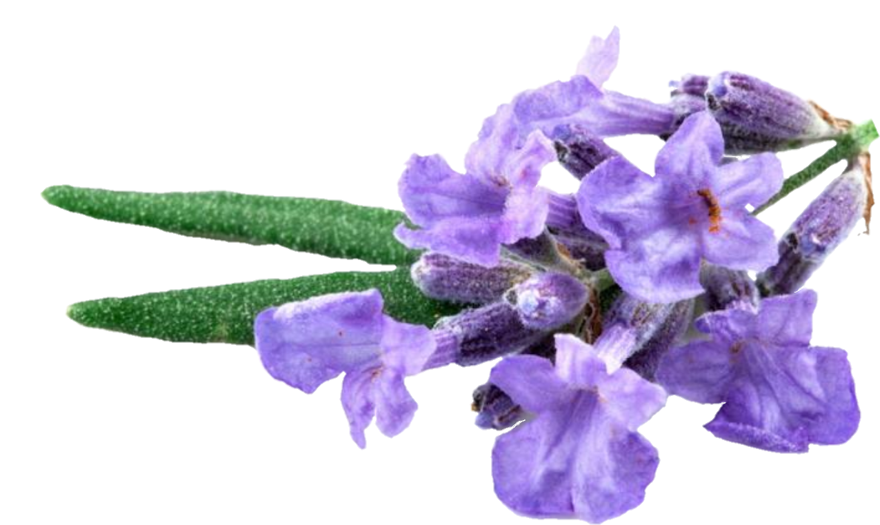 1521890174388 - Earth Rated Lavender-scented Poop Bag Single (1430x886), Png Download