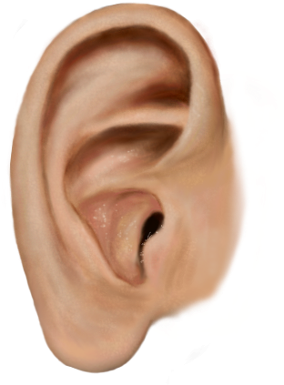 Share This Article - Ear Png (316x429), Png Download