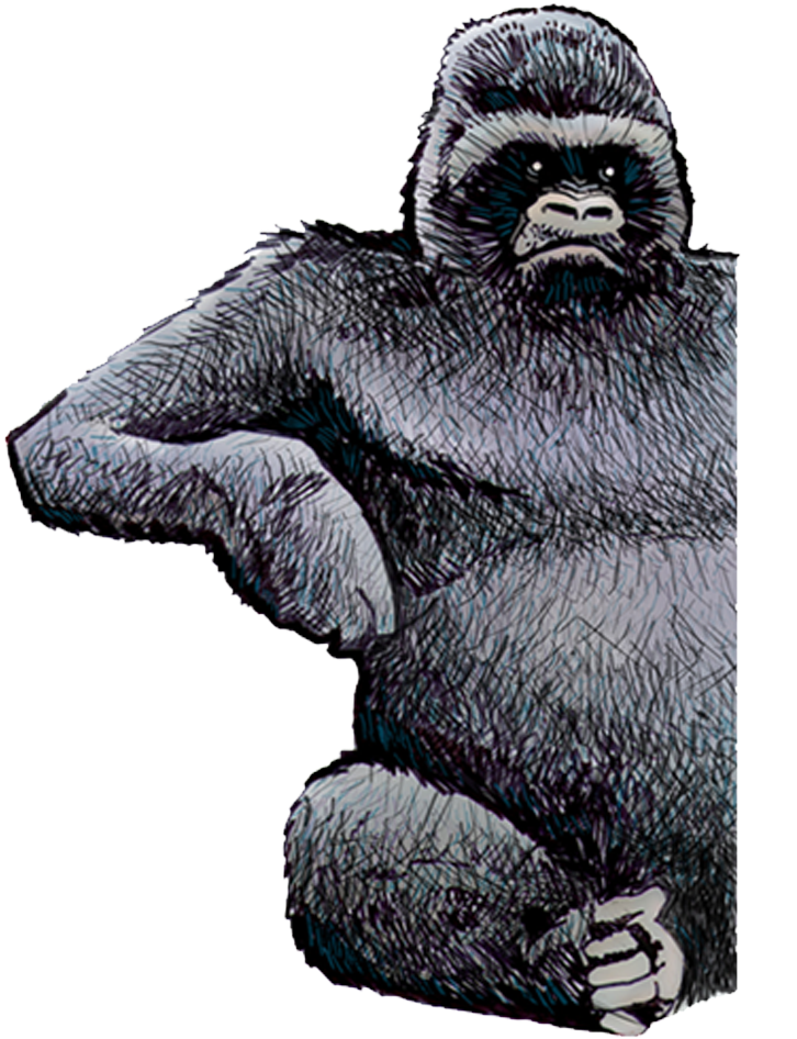 Home - - Mountain Gorilla (1340x955), Png Download