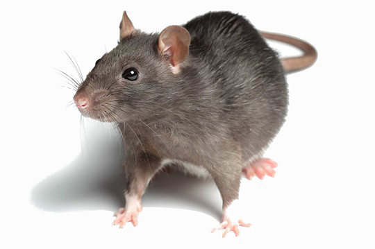 Rat Transparent Images - Arudge Extra Effective Ultrasonic Pest Repeller, For (540x359), Png Download