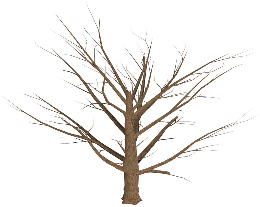 Tree, Png, Isolated, Dead Plant, Weathered, Old, Morsch - Ramas Arbol Png (896x720), Png Download