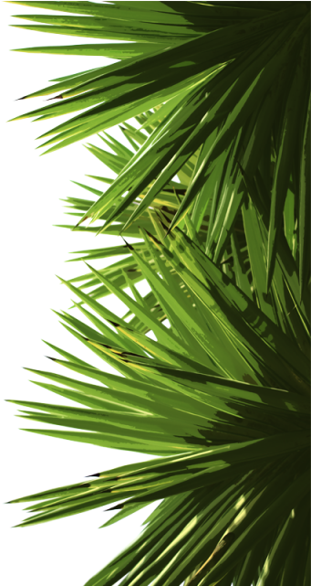 Green Palm Leaves, Green, Palm, Leaf Png And Psd - Portable Network Graphics (360x360), Png Download