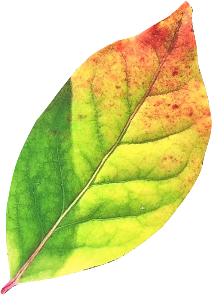 Green Autumn Leaves Png (1005x1153), Png Download