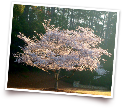 In Japan, The Flowering Cherry Tree, Or “sakura,” Is - Prunus Subhirtella Autumnalis Rosea Tree (413x365), Png Download