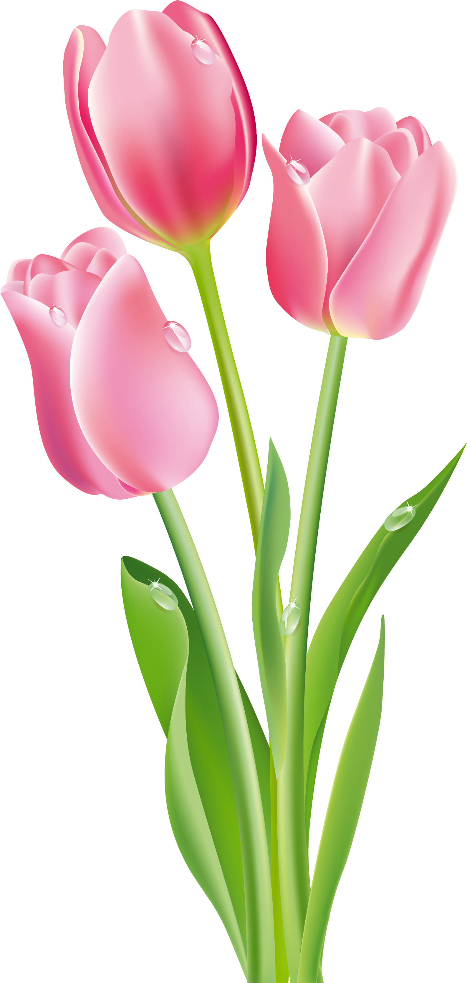 Pink Tulips Png Clipart Image - Pink Tulips Clip Art (1712x3373), Png Download