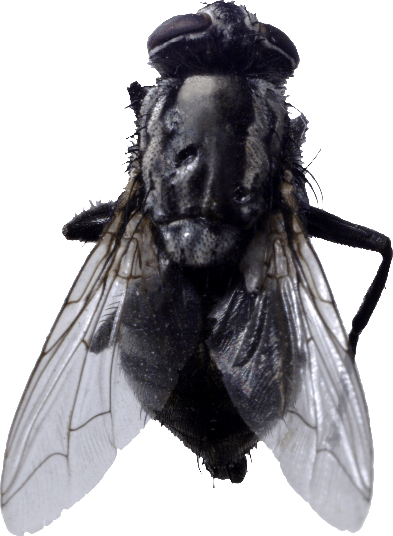 Fly With Transparent Background (1614x2204), Png Download