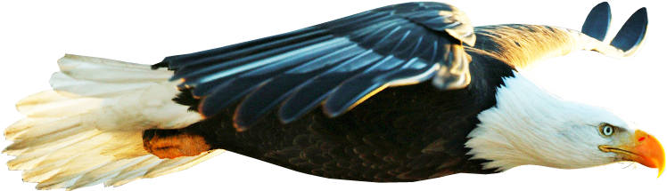 Bald Eagle Transparent Background (800x280), Png Download
