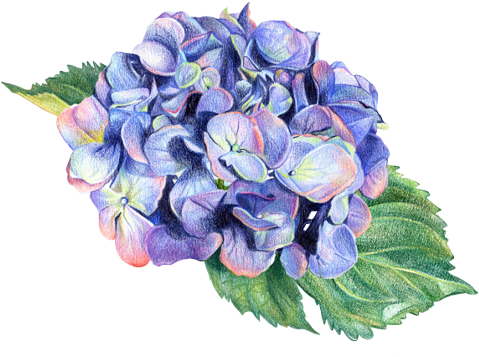 Botanical Illustration - Botanical Illustration Transparent (670x489), Png Download