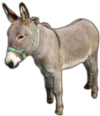 Donkey Png Images - Dunkey Animal (500x400), Png Download