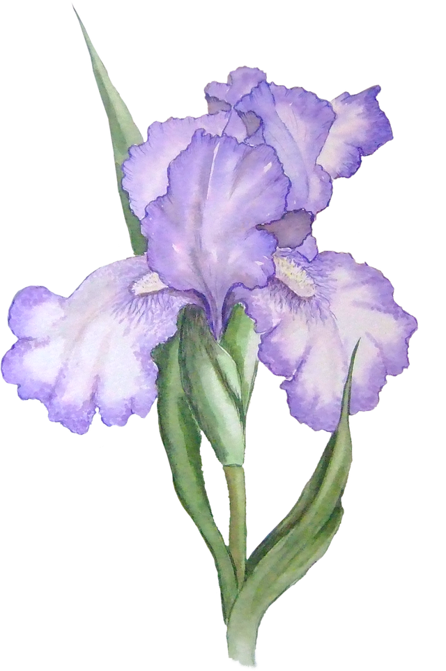Free Iris Flower Graphic - Iris Flower Png (640x963), Png Download