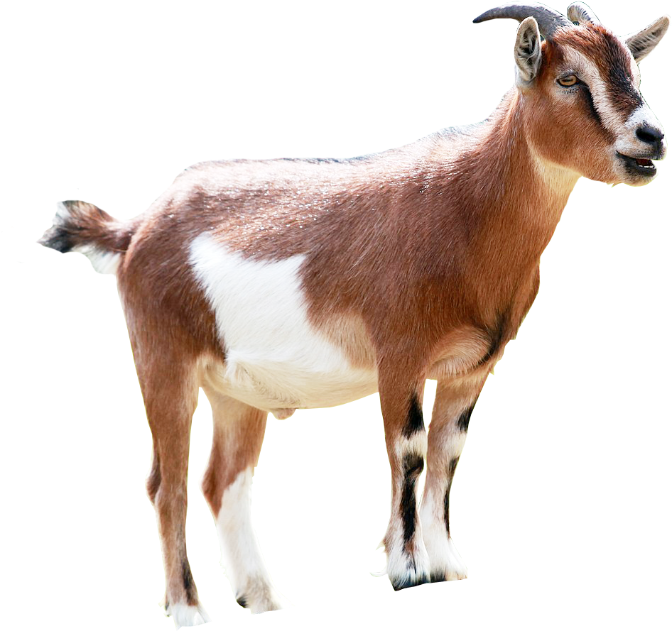 Milking Animal Sales Transprent - Ethiopian Goat (960x889), Png Download