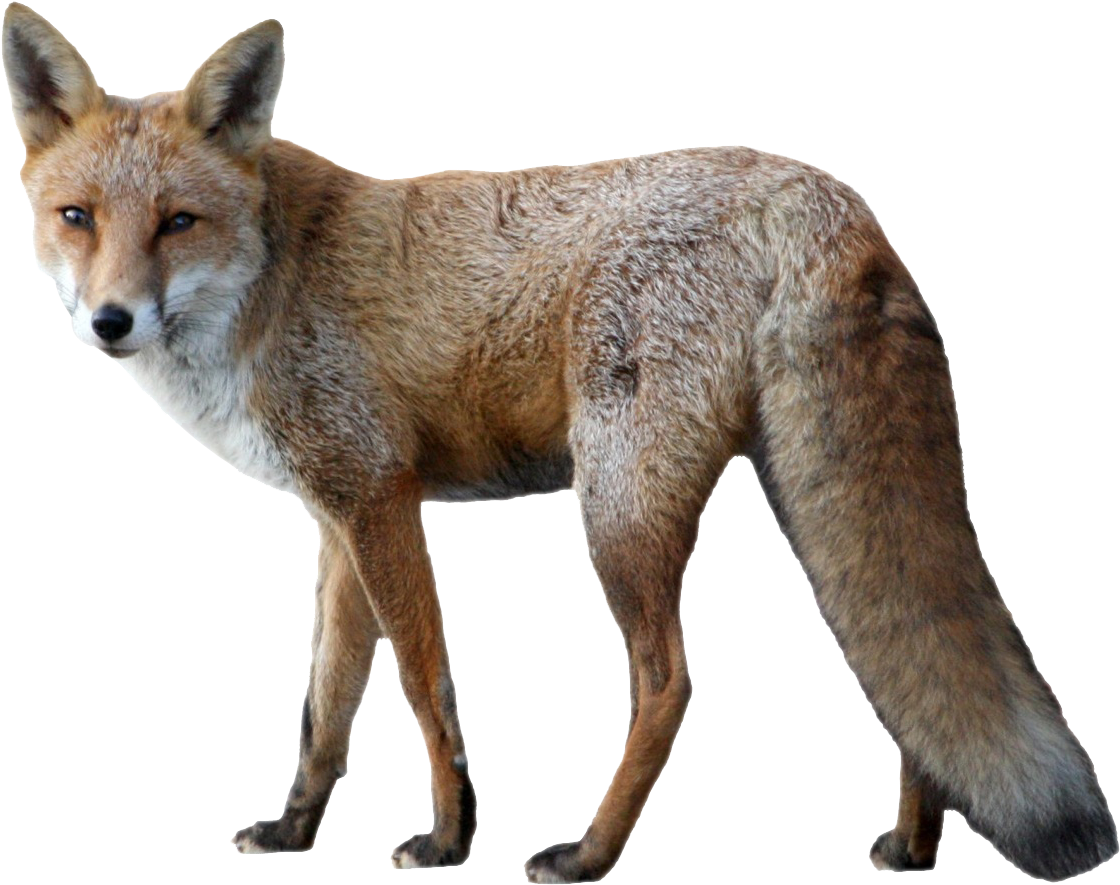 Fox Png Image - Fox Png (1194x943), Png Download
