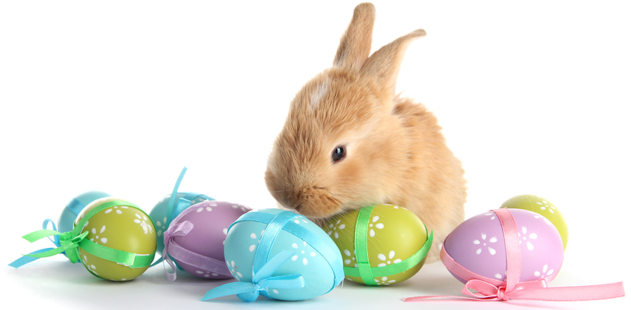 With Eggs Transparent Marges - Easter Bunny Eggs Png (900x442), Png Download