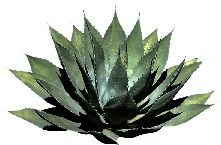 Png Plant By Moonglowlilly - Plant Png (1024x819), Png Download