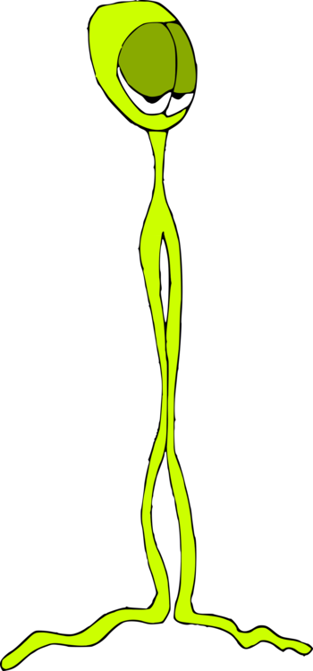 Green Line Art Plant Stem - Clip Art (350x750), Png Download