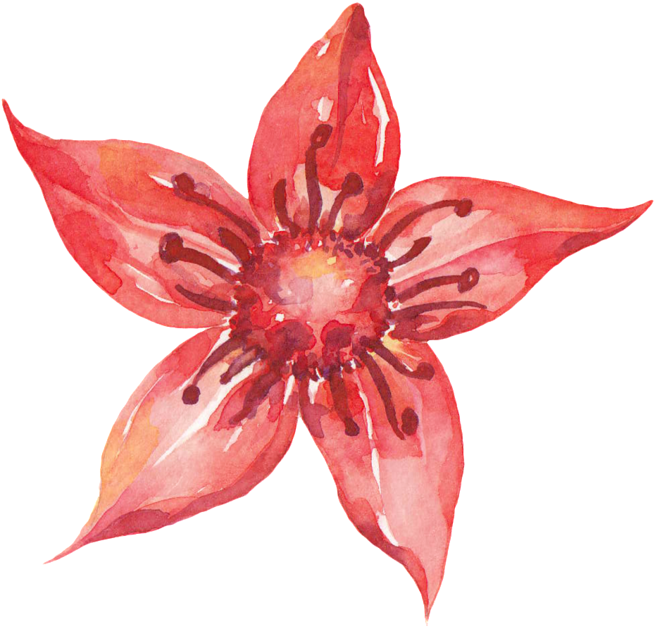 Pentagram Red Flower Cartoon Transparent - Watercolor Painting (1024x998), Png Download