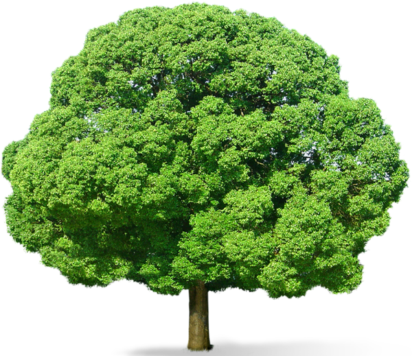 Shrubs With Rocks - Green Tree Png (600x519), Png Download