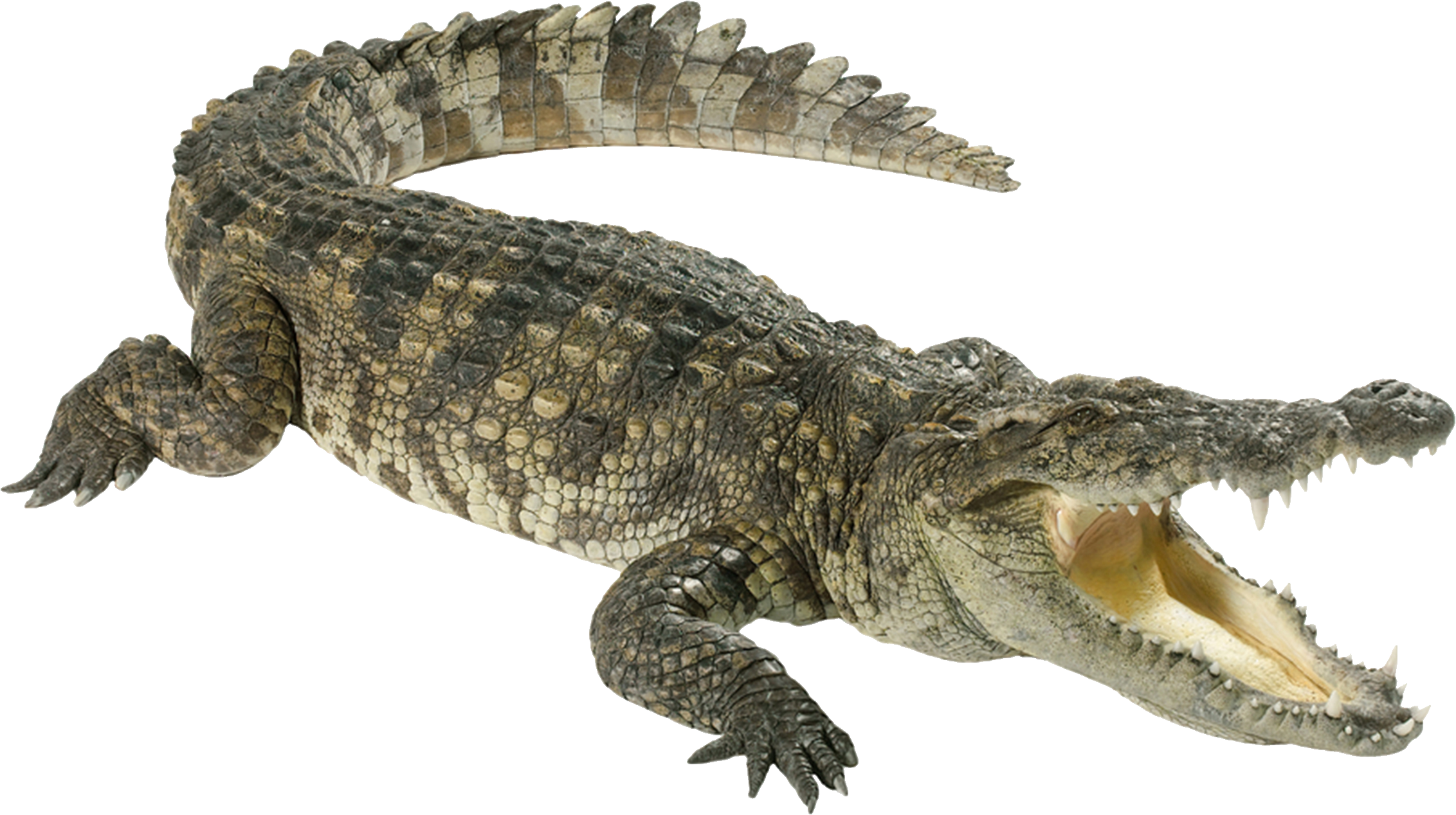 Crocodile Png (1024x574), Png Download