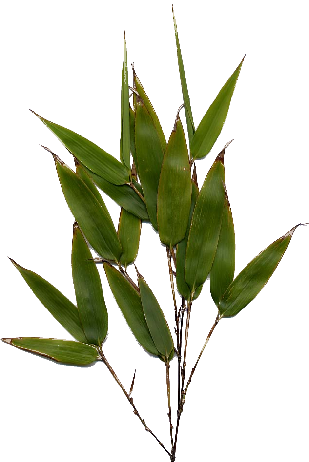 Bamboo Leaf Png Image - Bamboo Leaf Png (910x962), Png Download