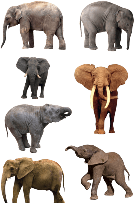 Download Amazing High-quality Latest Png Images Transparent - Natural History Museum Of Los Angeles County (480x680), Png Download