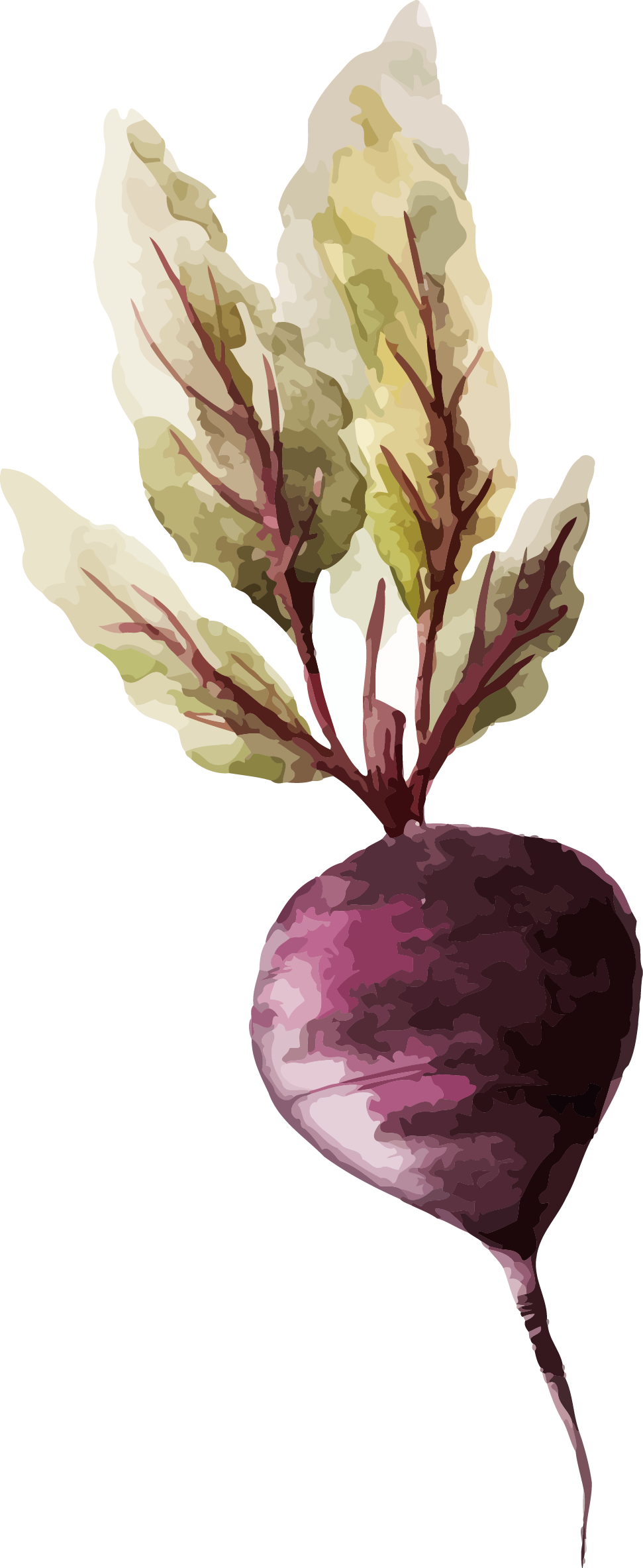 Watercolor Painting Vegetable Drawing Illustration - Vegetable Watercolor (971x2367), Png Download