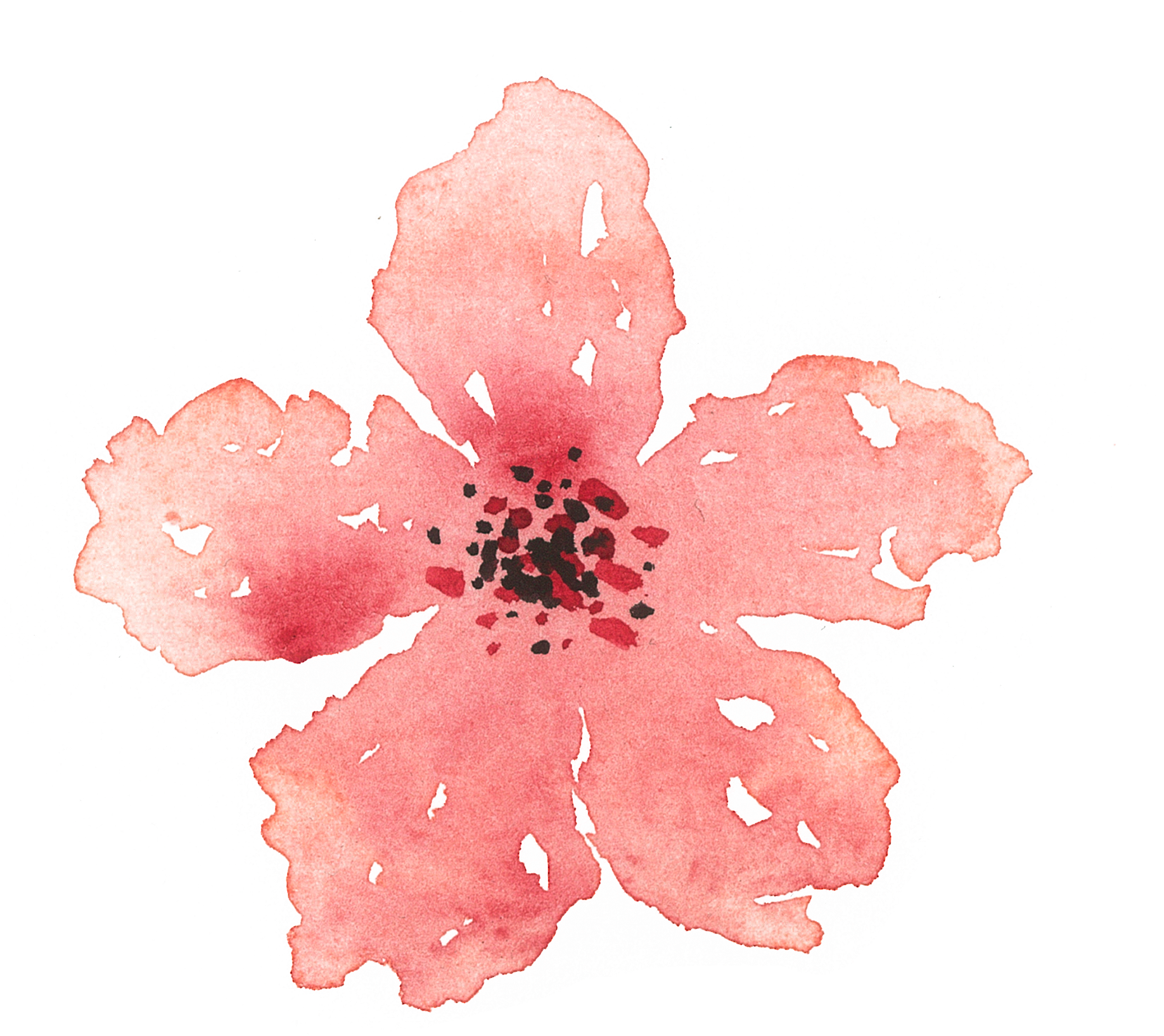 Of A Friends Wedding In The Summer Of - Hibiscus (1920x1796), Png Download