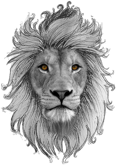 Lion Art Drawings Sketches, Zodiac Society, Drawing - Wildlife Heritage Foundation (412x581), Png Download