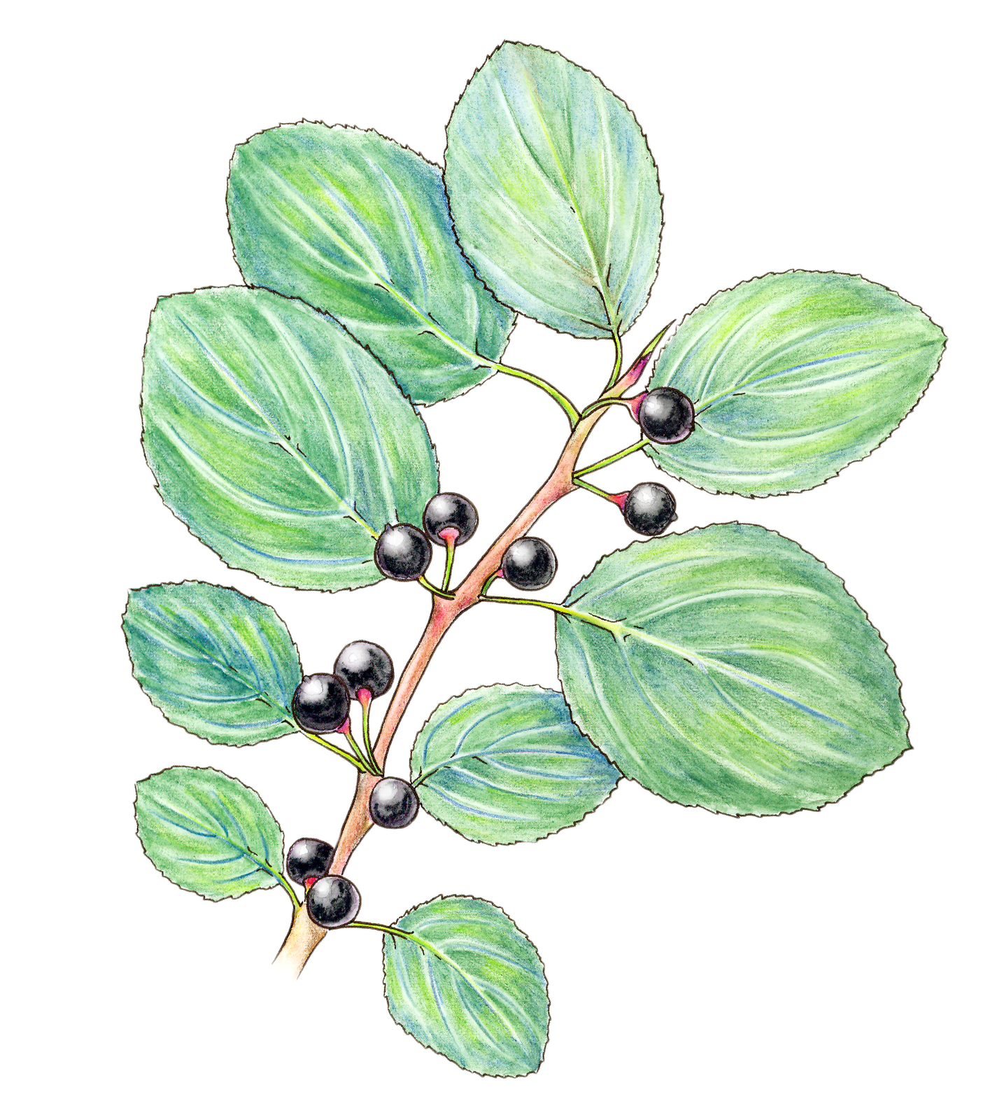 Watercolor Pencil And Micron, For Work - Buckthorn (1425x1600), Png Download
