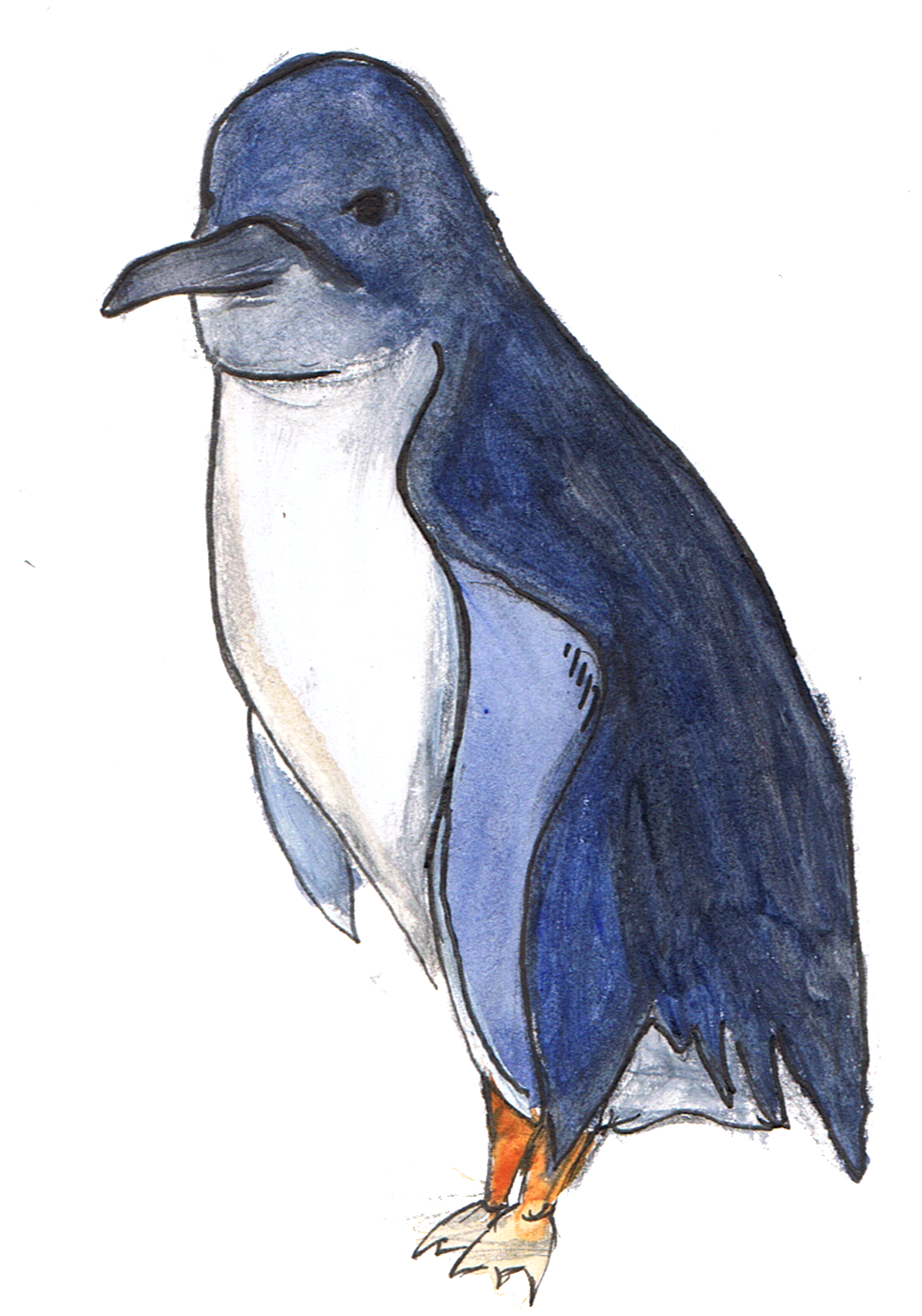 Fairy Penguin - Little Penguin (996x1422), Png Download