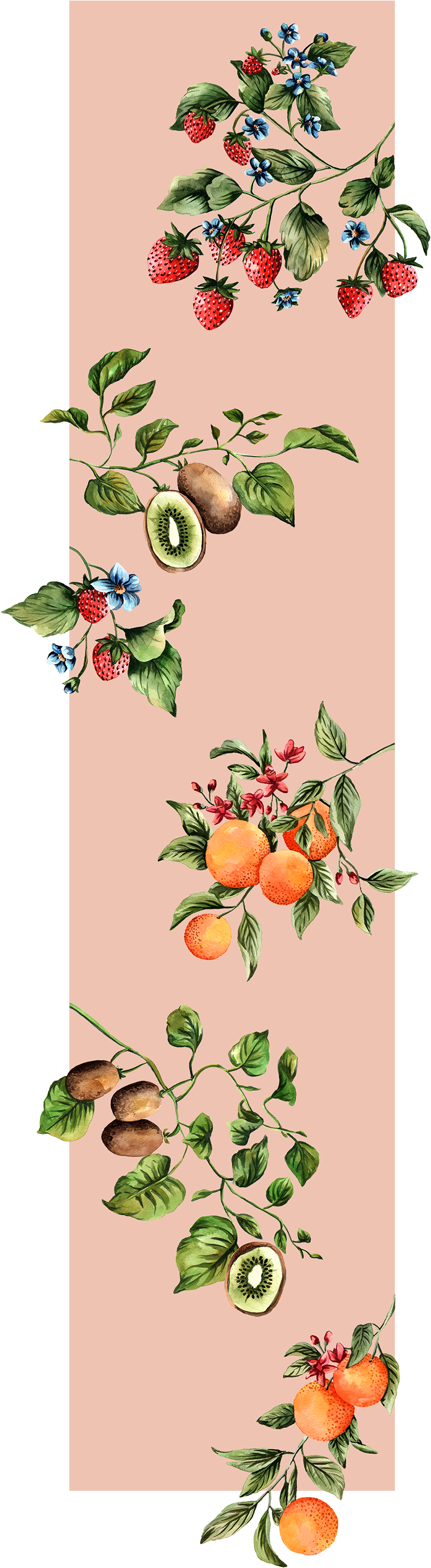 Paula Hasenack-fruits - Fruit (886x2962), Png Download