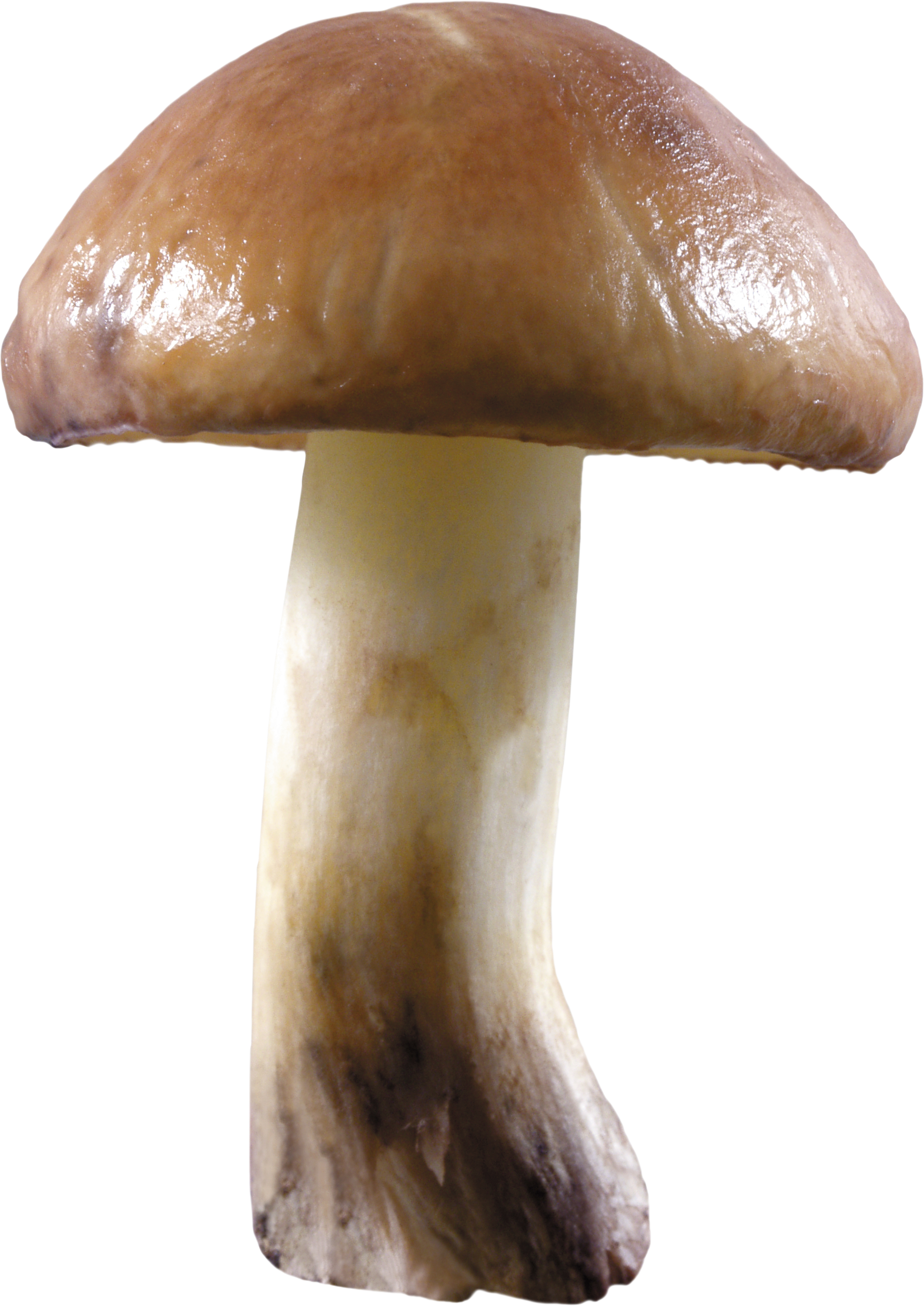 Mushroom Png Image - Spaced Out: The Story Of Mushroom Records - Various (2192x3099), Png Download